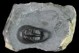 Harpid (Scotoharpes) Trilobite - Boudib, Morocco #169665-1